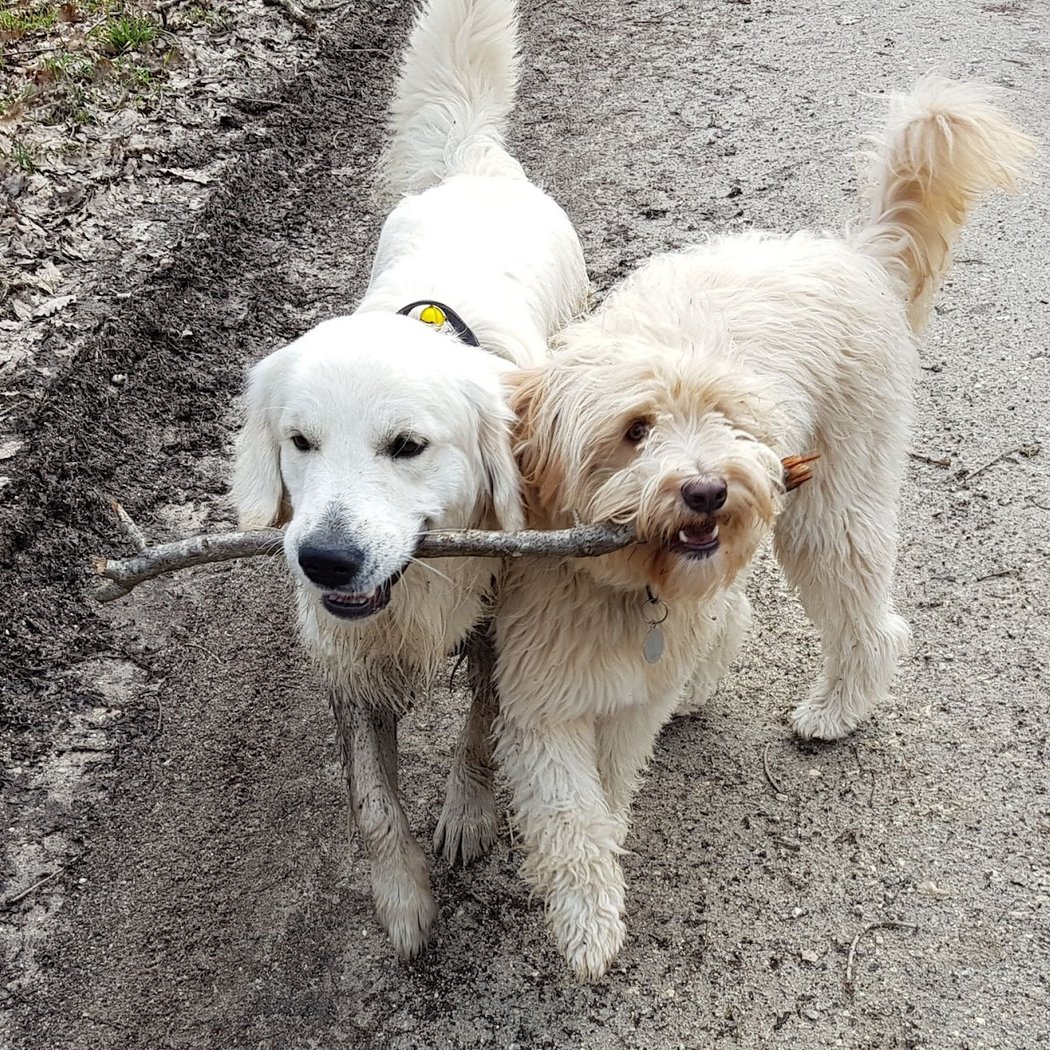 Keep Cool Dog 1